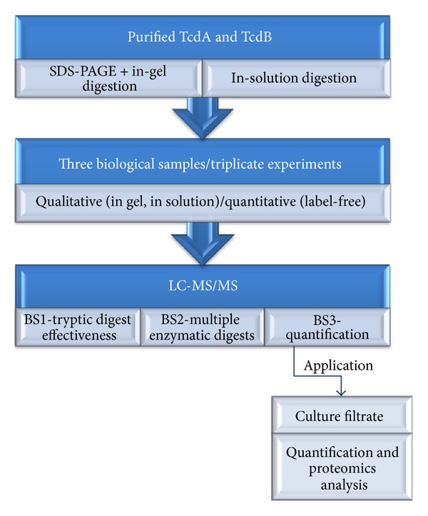 Proteomic Analysis and Label-Free Quantification of the Large Clostridium difficile Toxins.