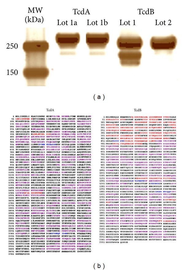 Proteomic Analysis and Label-Free Quantification of the Large Clostridium difficile Toxins.