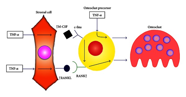 Immunological reaction in TNF-α-mediated osteoclast formation and bone resorption in vitro and in vivo.