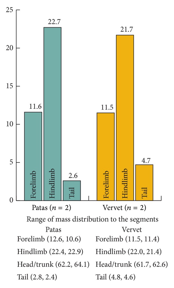 Locomotor Anatomy and Behavior of Patas Monkeys (Erythrocebus patas) with Comparison to Vervet Monkeys (Cercopithecus aethiops).