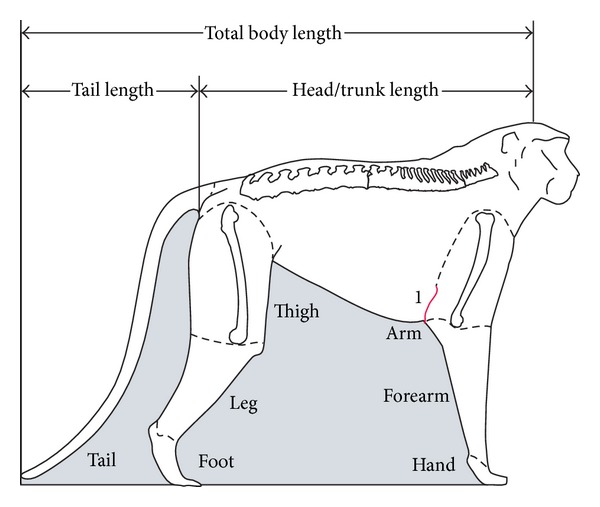 Locomotor Anatomy and Behavior of Patas Monkeys (Erythrocebus patas) with Comparison to Vervet Monkeys (Cercopithecus aethiops).