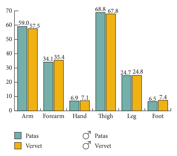 Locomotor Anatomy and Behavior of Patas Monkeys (Erythrocebus patas) with Comparison to Vervet Monkeys (Cercopithecus aethiops).