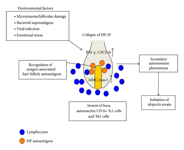 Recent advances in the pathogenesis of autoimmune hair loss disease alopecia areata.