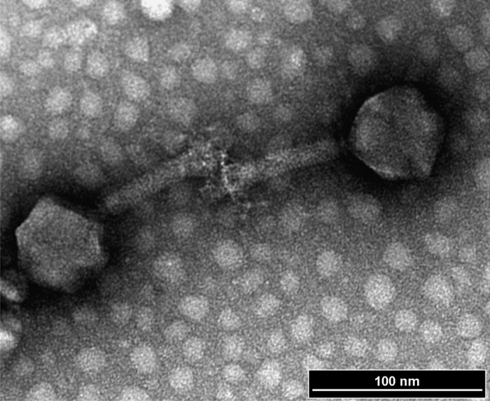 Bacteriophages for managing Shigella in various clinical and non-clinical settings.