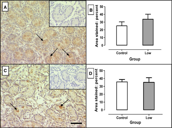 Maternal undernutrition does not alter Sertoli cell numbers or the expression of key developmental markers in the mid-gestation ovine fetal testis.