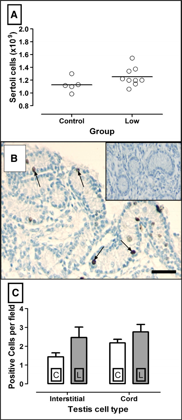 Maternal undernutrition does not alter Sertoli cell numbers or the expression of key developmental markers in the mid-gestation ovine fetal testis.