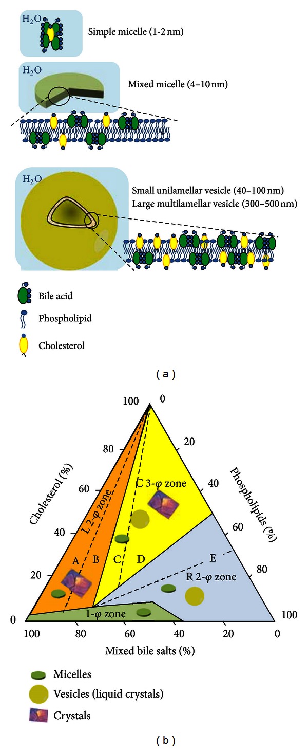 Current views on genetics and epigenetics of cholesterol gallstone disease.