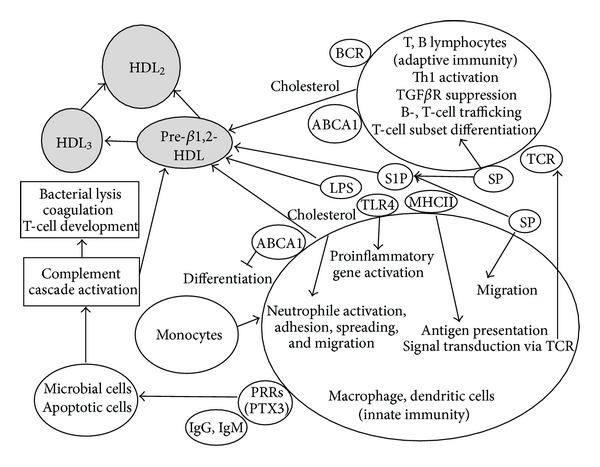 High-density lipoproteins and the immune system.