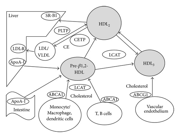 High-density lipoproteins and the immune system.