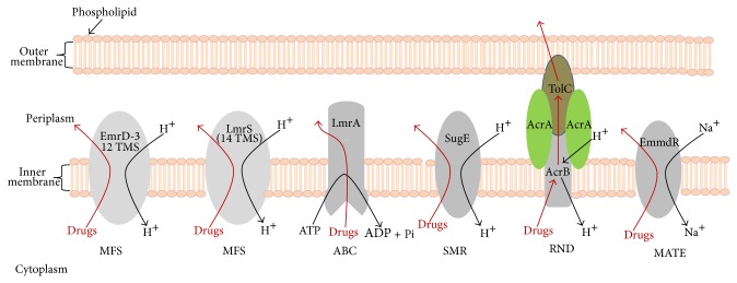 Modulation of Bacterial Multidrug Resistance Efflux Pumps of the Major Facilitator Superfamily.