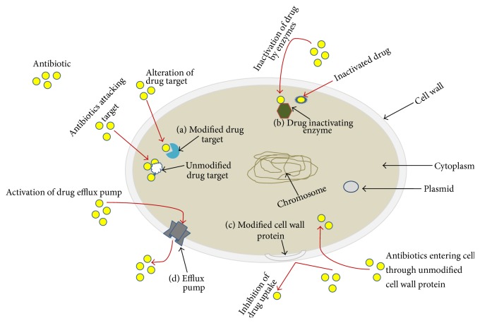 Modulation of Bacterial Multidrug Resistance Efflux Pumps of the Major Facilitator Superfamily.