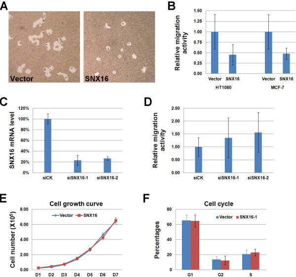 SNX16 negatively regulates the migration and tumorigenesis of MCF-7 cells