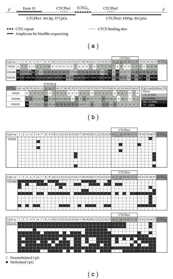 Transcriptionally Repressive Chromatin Remodelling and CpG Methylation in the Presence of Expanded CTG-Repeats at the DM1 Locus.