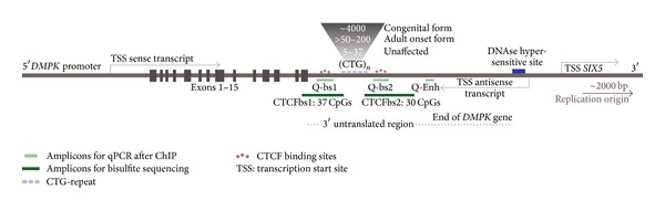 Transcriptionally Repressive Chromatin Remodelling and CpG Methylation in the Presence of Expanded CTG-Repeats at the DM1 Locus.