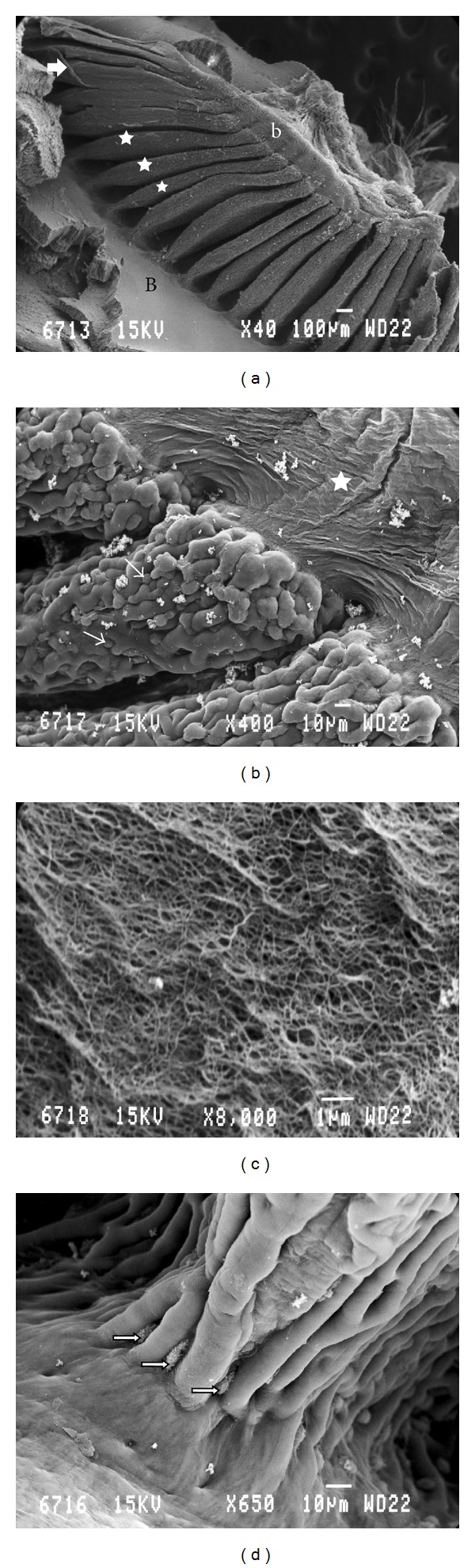 Scanning Electron Microscopic Studies of the Pecten Oculi in the Quail (Coturnix coturnix japonica).