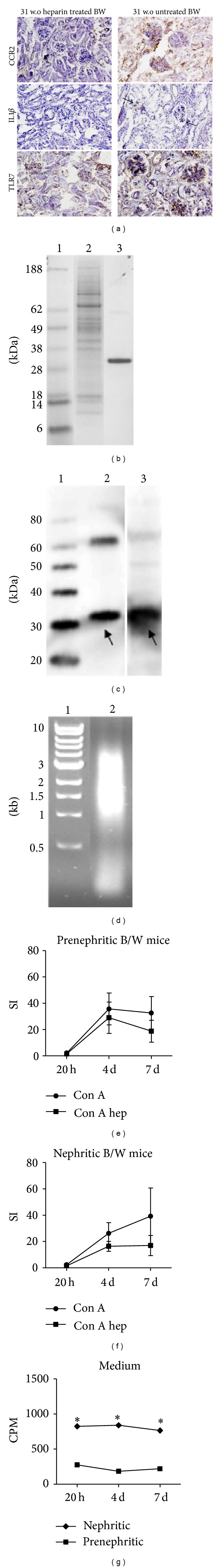 LMW heparin prevents increased kidney expression of proinflammatory mediators in (NZBxNZW)F1 mice.