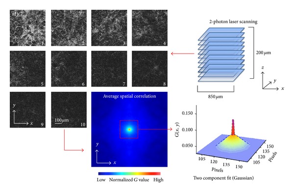 Cell matrix remodeling ability shown by image spatial correlation.