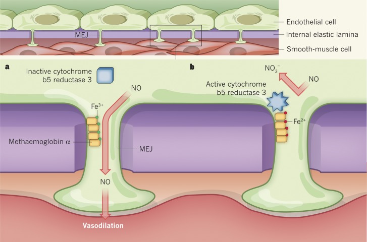 Eschewing ischemia or responding to it.