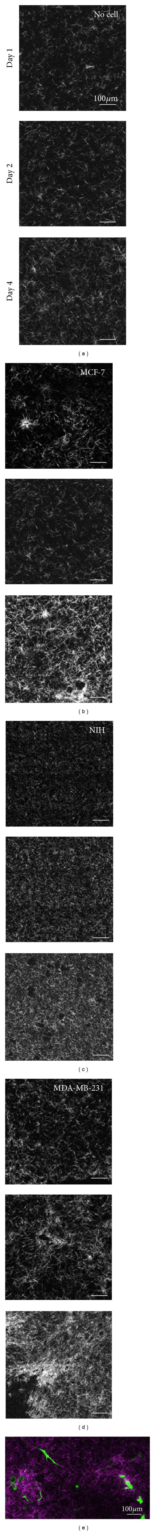 Cell matrix remodeling ability shown by image spatial correlation.