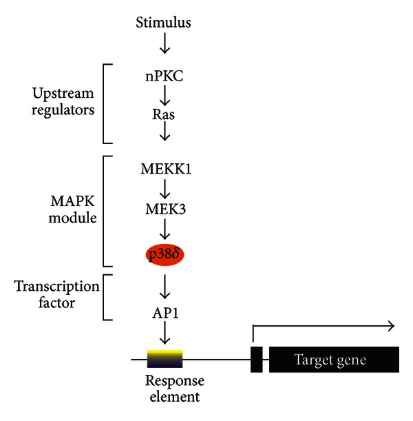 AP1 transcription factors in epidermal differentiation and skin cancer.