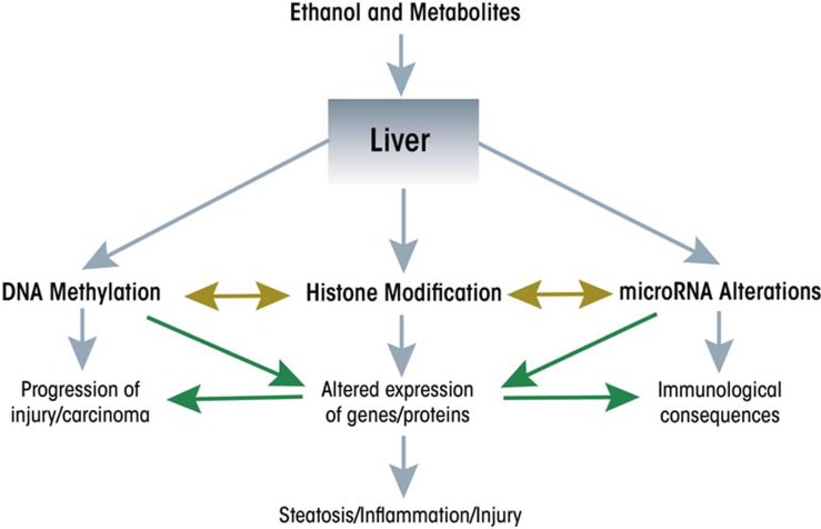 Epigenetic effects of ethanol on the liver and gastrointestinal system.