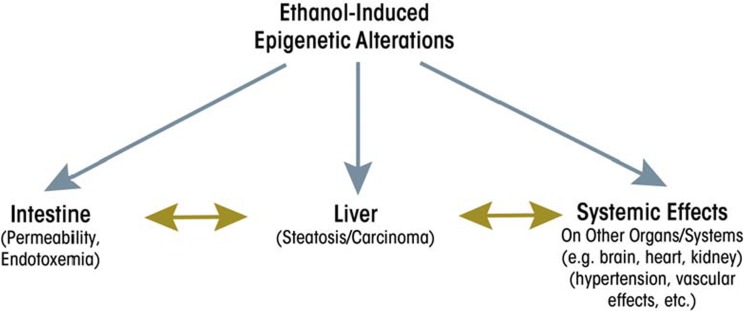 Epigenetic effects of ethanol on the liver and gastrointestinal system.