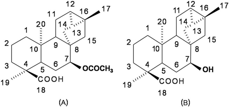 Relaxant effect of Ent-7α-hydroxytrachyloban-18-oic acid, a trachylobane diterpene from Xylopia langsdorfiana A. St-Hil. & Tul., on tracheal smooth muscle.