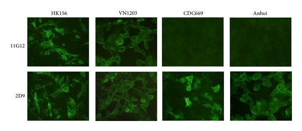 Monoclonal Antibody Targeting Neutralizing Epitope on H5N1 Influenza Virus of Clade 1 and 0 for Specific H5 Quantification.