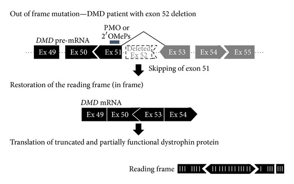 Oligonucleotide-Based Therapy for FTD/ALS Caused by the C9orf72 Repeat Expansion: A Perspective.