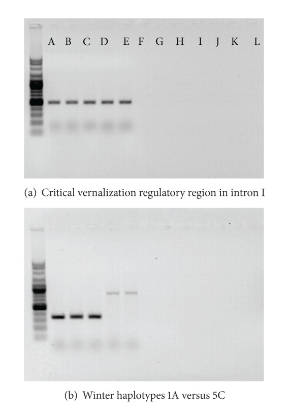 Correlation of Vernalization Loci VRN-H1 and VRN-H2 and Growth Habit in Barley Germplasm.