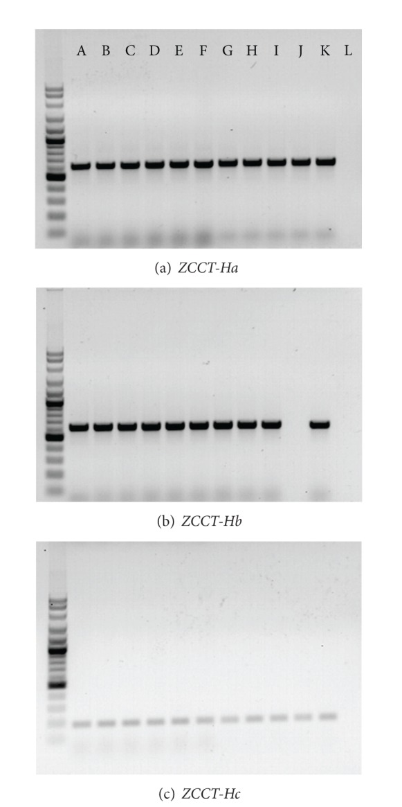 Correlation of Vernalization Loci VRN-H1 and VRN-H2 and Growth Habit in Barley Germplasm.