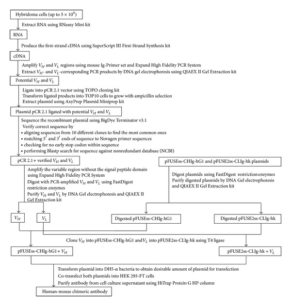 A simple methodology for conversion of mouse monoclonal antibody to human-mouse chimeric form.