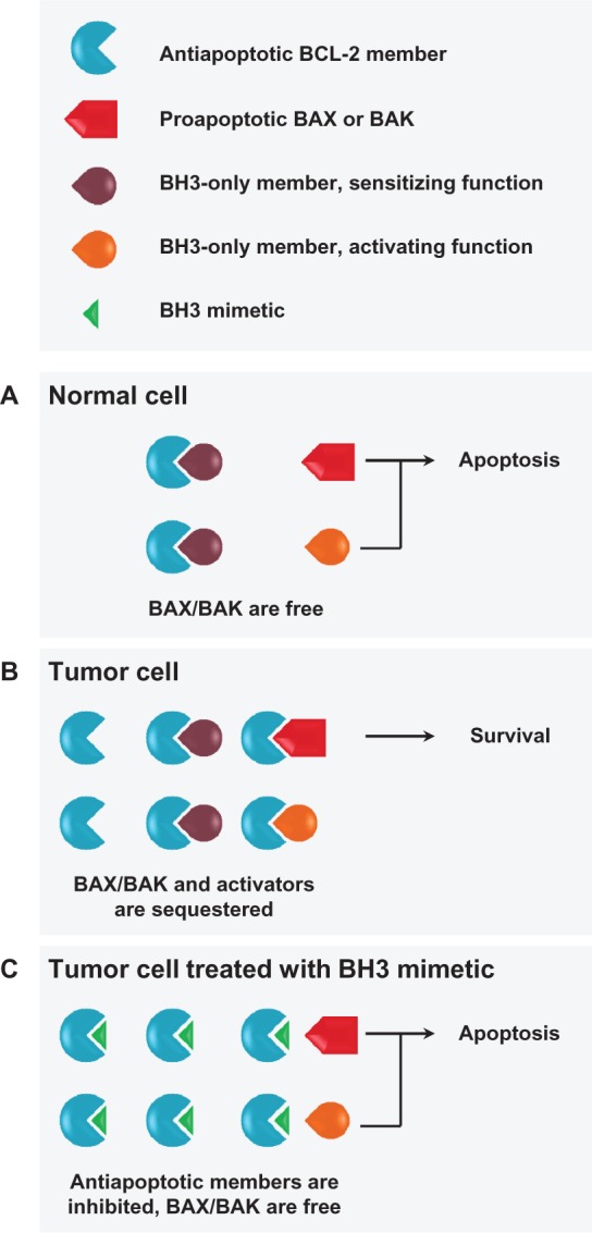 An evidence-based review of obatoclax mesylate in the treatment of hematological malignancies.