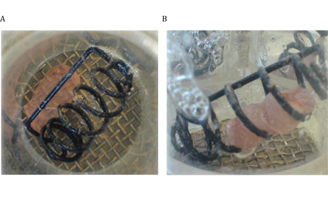 Capsule shell material impacts the in vitro disintegration and dissolution behaviour of a green tea extract