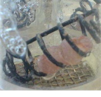 Capsule shell material impacts the in vitro disintegration and dissolution behaviour of a green tea extract