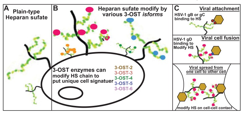 Members of 3-O-Sulfotransferases (3-OST) Family: A Valuable Tool from Zebrafish to Humans for Understanding Herpes Simplex Virus Entry.