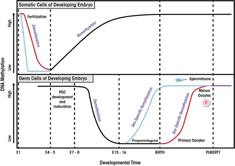 In utero alcohol exposure, epigenetic changes, and their consequences.