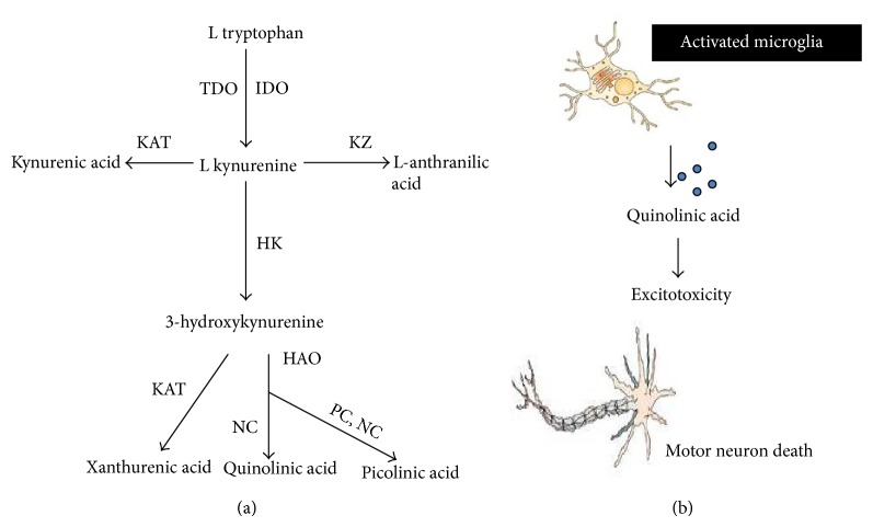 Amyotrophic Lateral Sclerosis and Metabolomics: Clinical Implication and Therapeutic Approach.