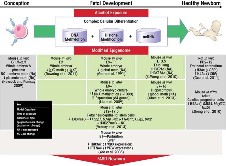 In utero alcohol exposure, epigenetic changes, and their consequences.