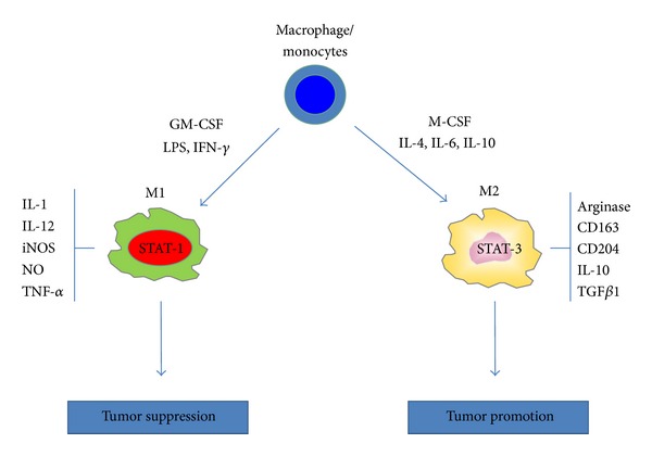 The controversial role of microglia in malignant gliomas.