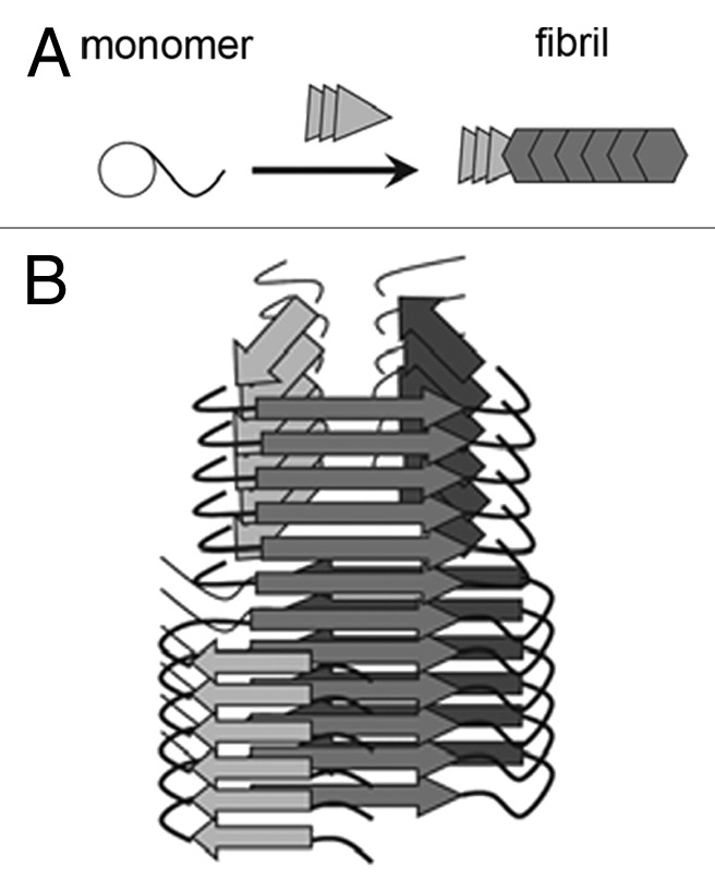 Strain phenomenon in protein aggregation: Interplay between sequence and conformation.