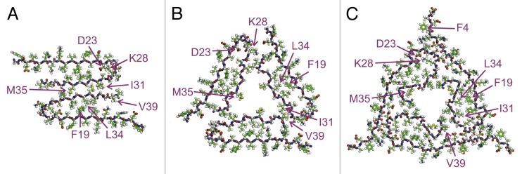 Strain phenomenon in protein aggregation: Interplay between sequence and conformation.