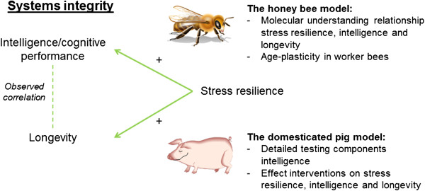 Systems integrity in health and aging - an animal model approach.