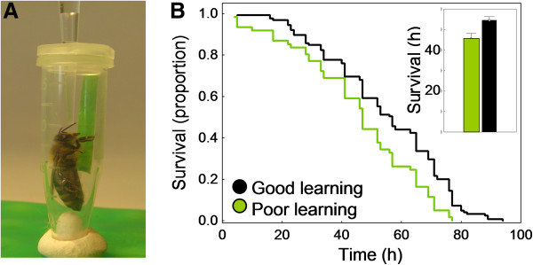 Systems integrity in health and aging - an animal model approach.