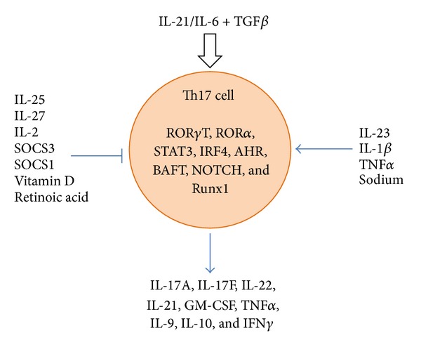 Th17 cells in immunity and autoimmunity.