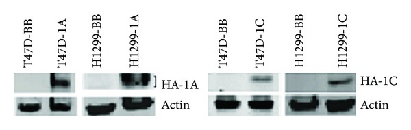 The RASSF1 Gene and the Opposing Effects of the RASSF1A and RASSF1C Isoforms on Cell Proliferation and Apoptosis.