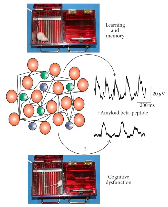 Amyloid Beta-Protein and Neural Network Dysfunction.