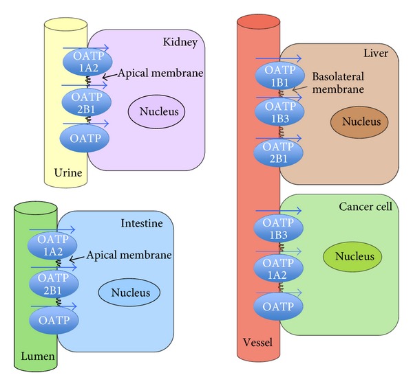 Tumor-specific expression of organic anion-transporting polypeptides: transporters as novel targets for cancer therapy.