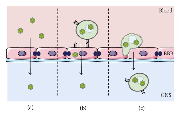 JC polyomavirus (JCV) and monoclonal antibodies: friends or potential foes?