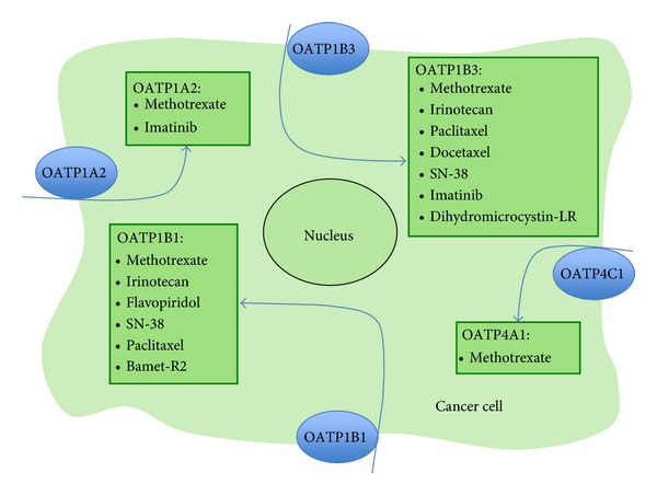 Tumor-specific expression of organic anion-transporting polypeptides: transporters as novel targets for cancer therapy.